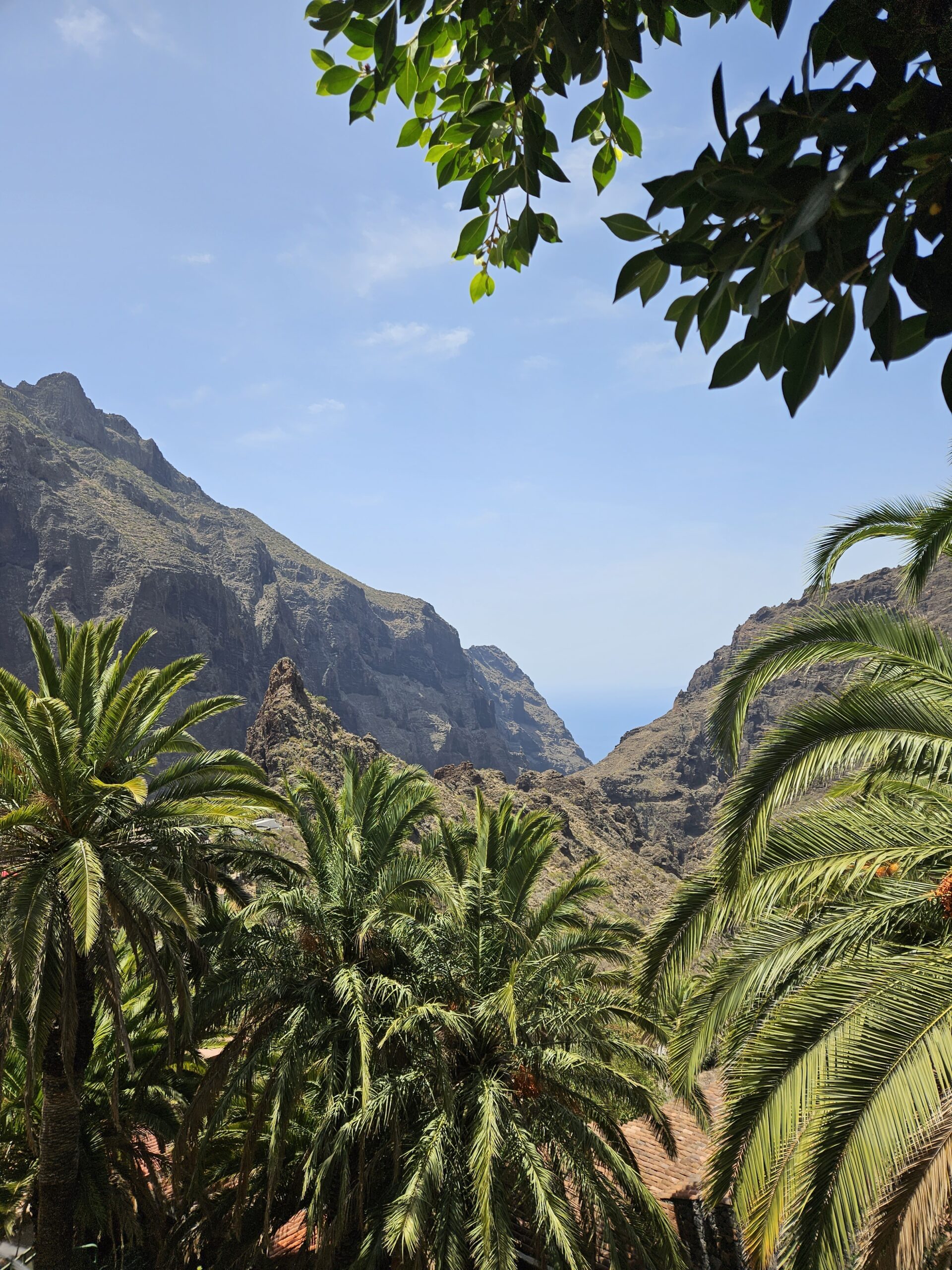 Vakantiefoto met palmbomen en bergen met blauwe lucht
